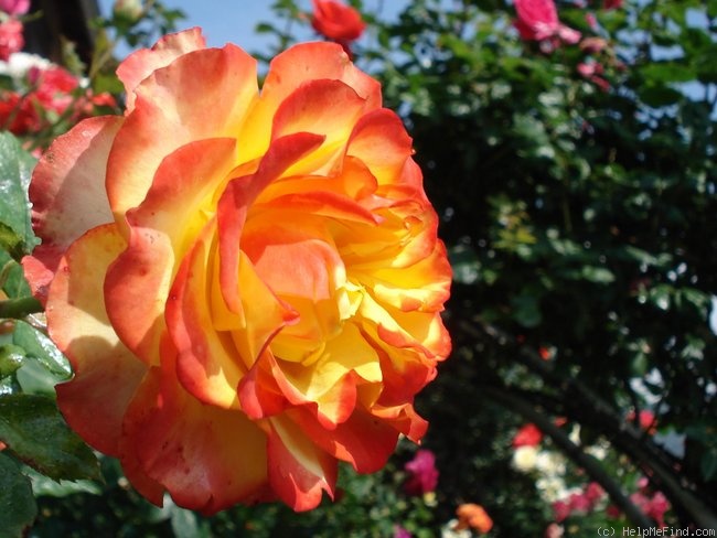 'Tequila Sunrise' rose photo