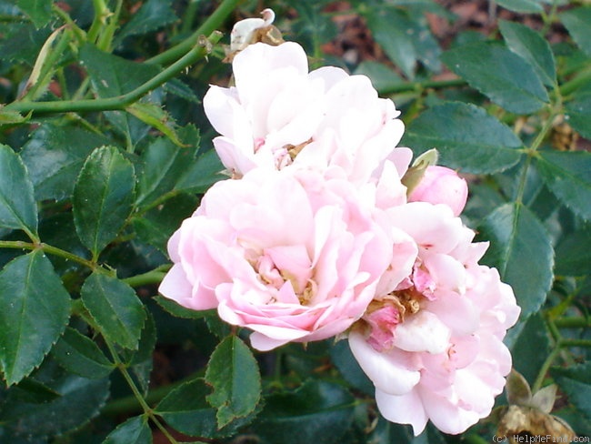 'The Fairy' rose photo