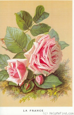 'La France' rose photo
