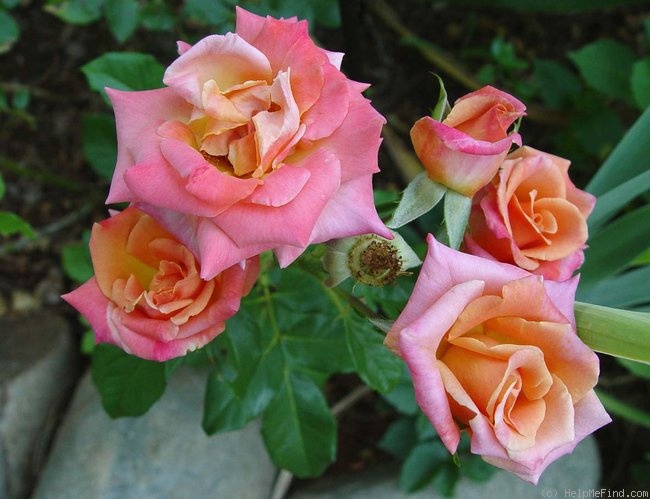 'Hot Romance' rose photo