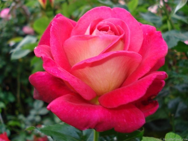 'Macha Méril ®' rose photo