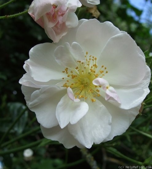 'Sourire d'Orchidée' rose photo