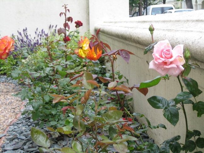 'My small patch of dirt'  photo