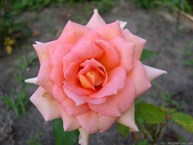 'Gentle Persuasion' rose photo