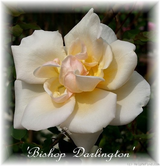 'Bishop Darlington' rose photo