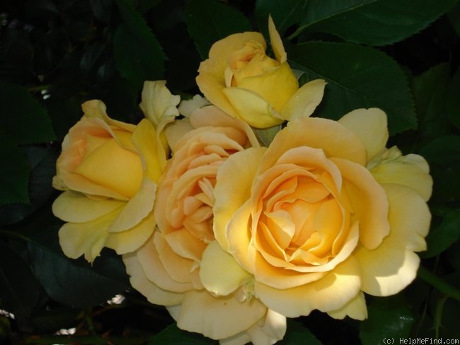 'Honey Bouquet' rose photo