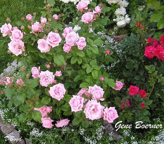 'Gene Boerner' rose photo