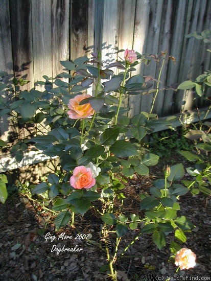 'Day Breaker ™ (floribunda, Fryer 2003)' rose photo