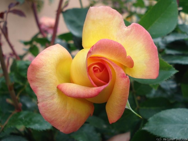 'Jean Piat ®' rose photo