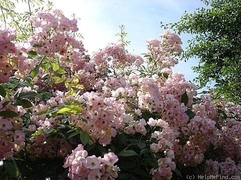 'Apple Blossom (Hybrid Multiflora, Burbank, 1932)' rose photo