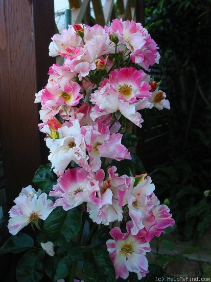 'Soaring Spirits ™' rose photo