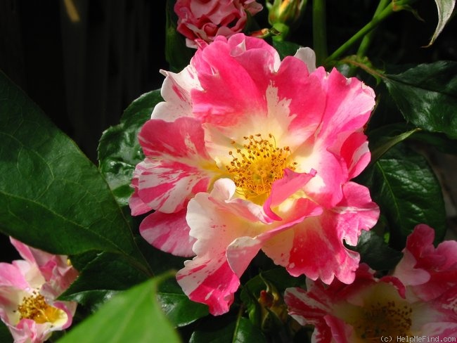 'Soaring Spirits ™' rose photo