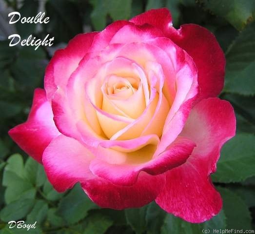 'Double Delight ®' rose photo