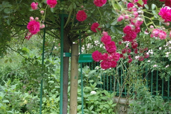 'Excelsa' rose photo
