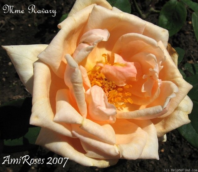 'Madame Ravary' rose photo