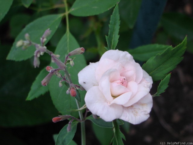 'Spray Cécile Brunner' rose photo