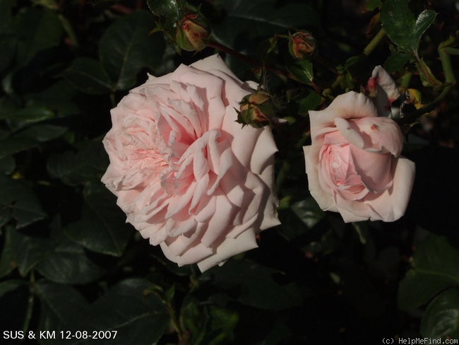 'Awakening (Large Flowered Climber, discovered by Jan Bohm, 1935)' rose photo