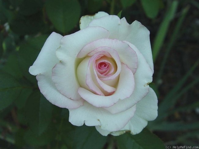 'Moonstone ™ (Hybrid Tea, Carruth 1998)' rose photo