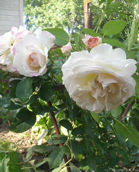 'Kosmos ® Fairy Tale (floribunda, Kordes, 2006)' rose photo