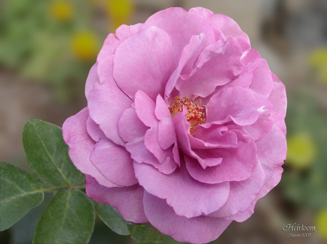 'Hawki's Rose Garden'  photo