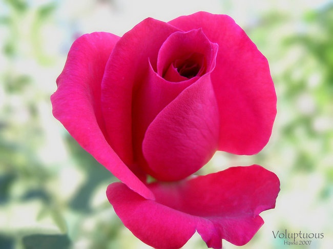 'Hawki's Rose Garden'  photo