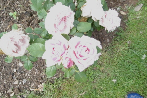 'Léonie Lambert' rose photo
