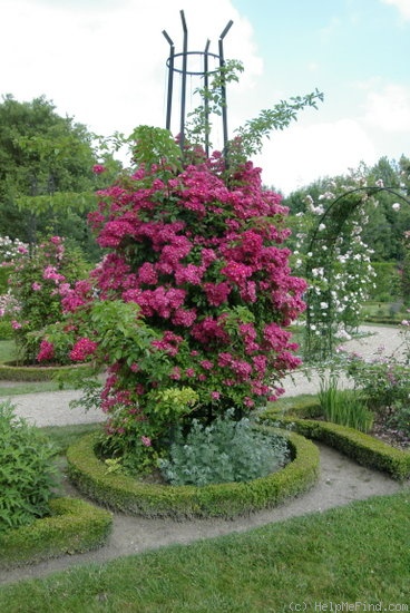 'Maria Lisa' rose photo