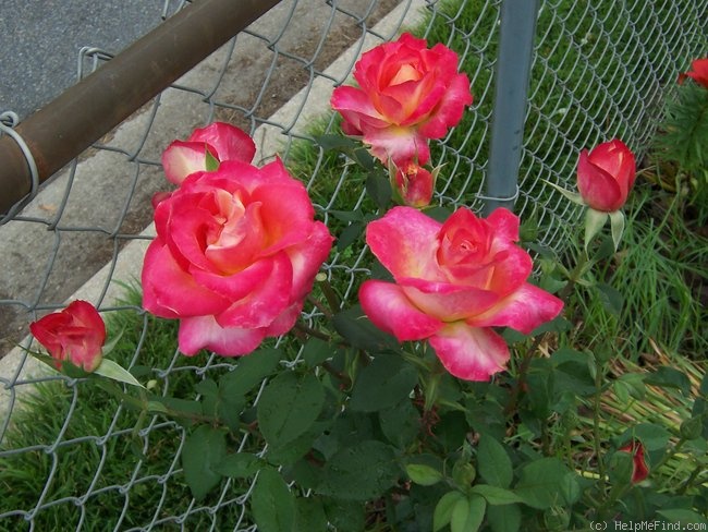 'Perfect Moment ™' rose photo