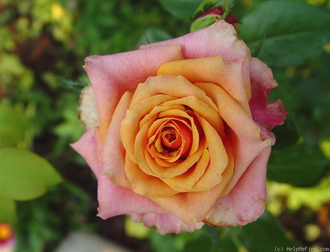 'Cherry Brandy ® (hybrid tea, Evers/Tantau before 1984)' rose photo