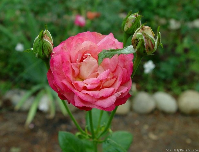 'Acropolis ®' rose photo