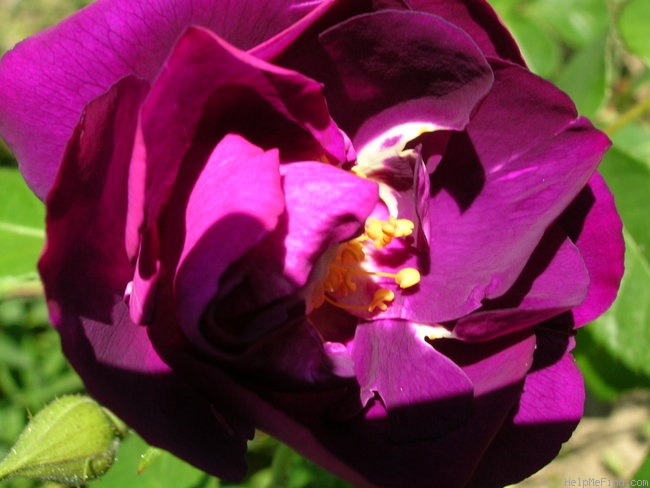'Rhapsody in Blue ™' rose photo