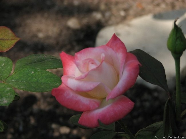 'Gemini (hybrid tea, Zary 1999)' rose photo