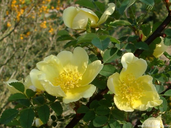 '<i>Rosa hugonis</i> Hemsl. synonym' rose photo