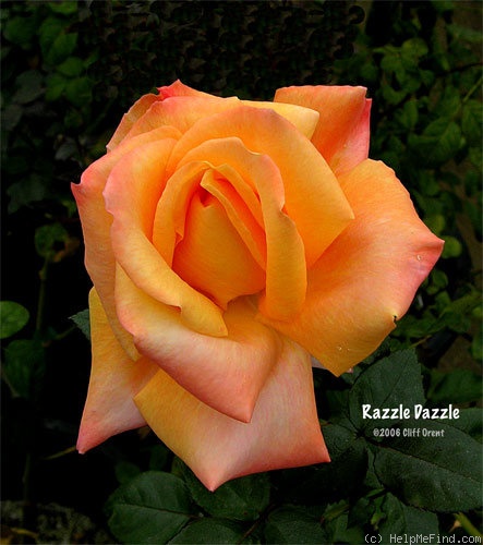 'Razzle Dazzle (floribunda, Fryer, 1997)' rose photo