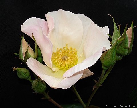 'Sally Holmes (Hybrid Musk, Holmes 1976)' rose photo