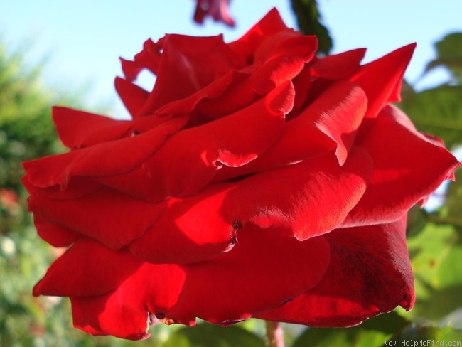 'Marcel Pagnol ®' rose photo