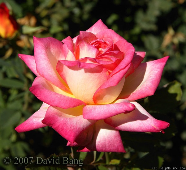 'Perfecta (hybrid tea, Kordes, 1957)' rose photo