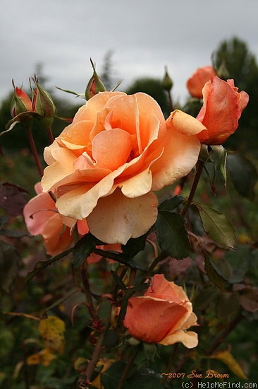 'Brandy ™ (hybrid tea, Swim & Christensen, 1981)' rose photo
