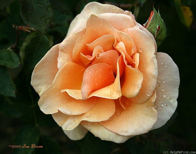 'Brandy ™ (hybrid tea, Swim & Christensen, 1981)' rose photo