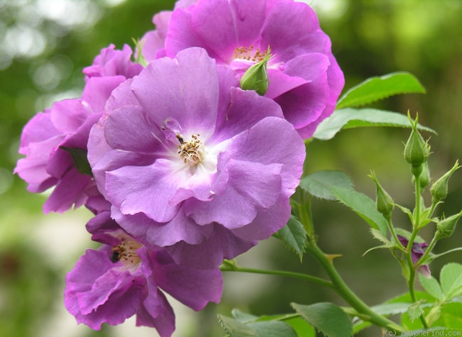 'Rhapsody in Blue ™' rose photo