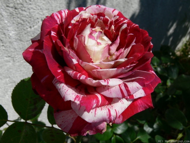 'Julio Iglesias ® (floribunda, Meilland, 2004)' rose photo