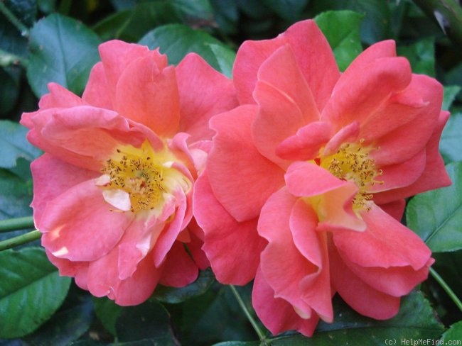 'Joli Tambour' rose photo
