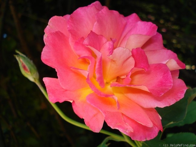 'Donatella (hybrid tea, Lindquist, 1963)' rose photo