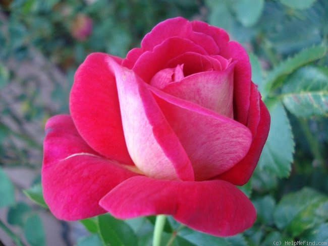 'Macha Méril ®' rose photo