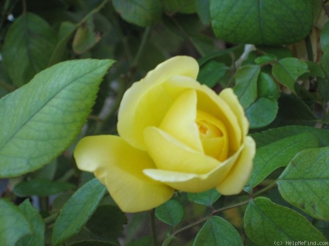 'Golden Showers' rose photo