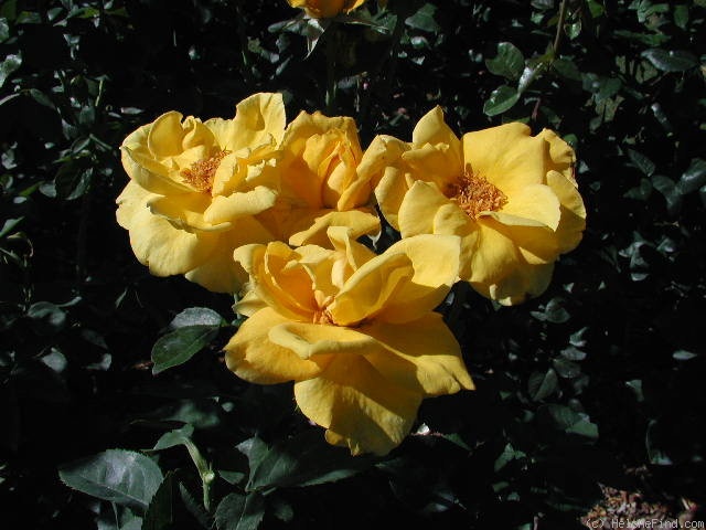 'Midas Touch ™ (Hybrid Tea, Christensen, 1992)' rose photo