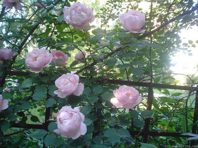 'Albertine (hybrid wichurana, Barbier 1921)' rose photo