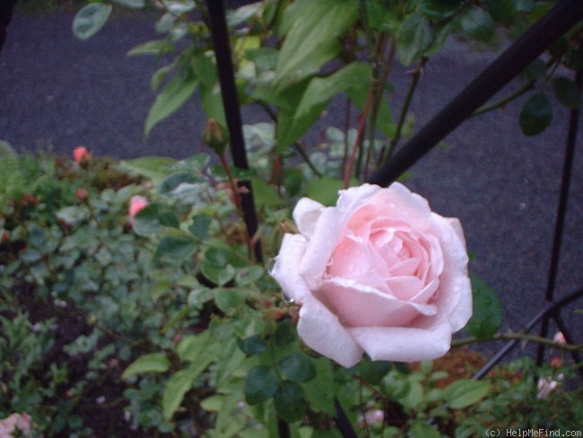 'New Dawn (large flowered climber, Dreer 1930)' rose photo