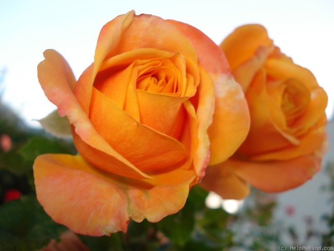 'Amber Flush' rose photo