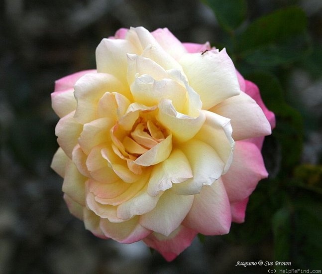 'Asagumo' rose photo